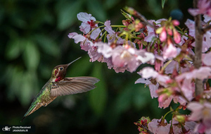 منتخب تصاویر امروز جهان - 27 اسفند 1403