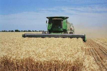 افرون بر چهار هزار تن گندم مازاد بر مصرف کشاورزان بخش مرکزی خاش خریداری شد