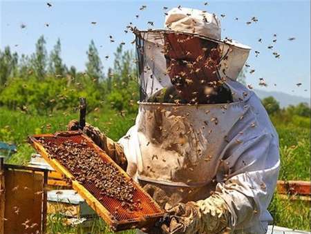 کلاله سالانه میزبان 10 هزار کلنی زنبور عسل است