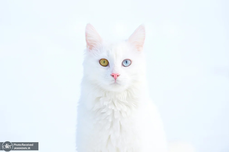 منتخب تصاویر امروز جهان - 10 و 11 اسفند 1403