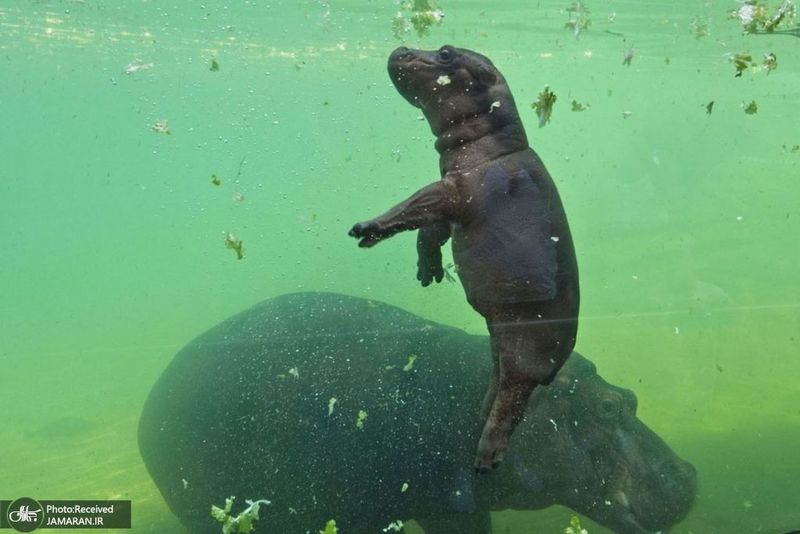 منتخب تصاویر امروز جهان- 4 تیر