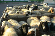 150 راس گوسفند قاچاق در میاندوآب کشف شد