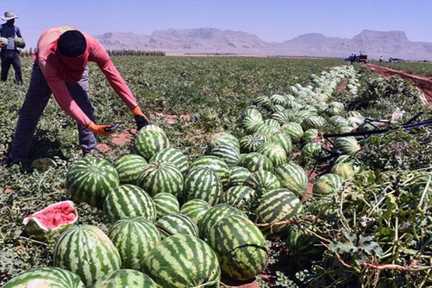 کشت هندوانه در اردبیل کاهش یافت